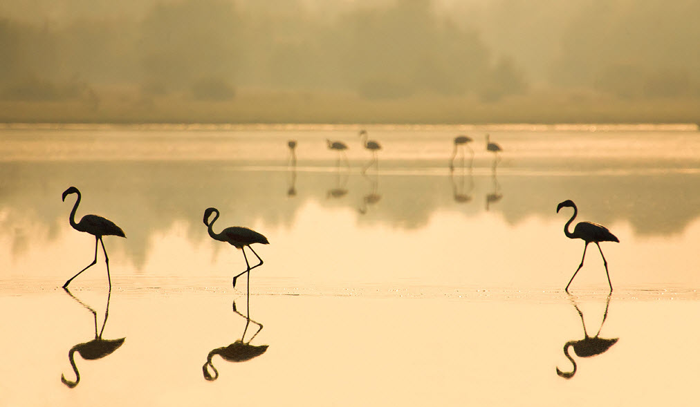 Доньяна (Doñana)